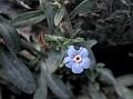 Spoonleaf Forget-Me-Not